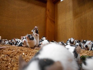 paw 041 paw 041